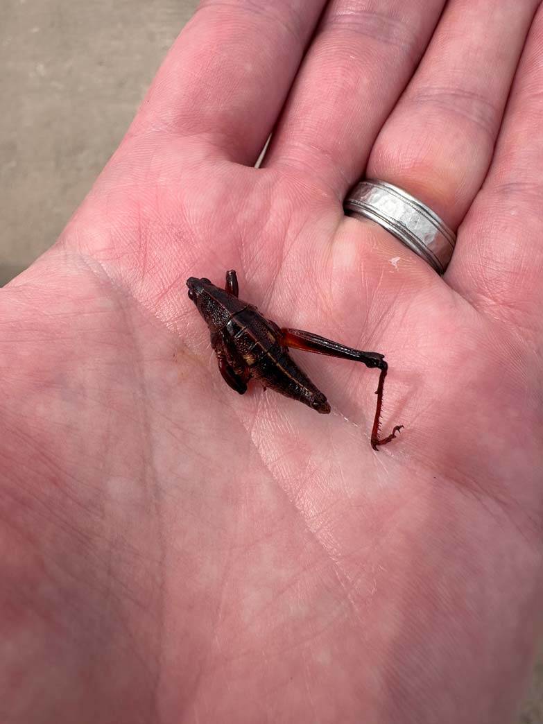 A person with a silver ring on their finger holds a small, dark-colored, deceased grasshopper in their palm&mdash;one of the exotic bites often found at Mexican golf destinations. The background is out of focus.